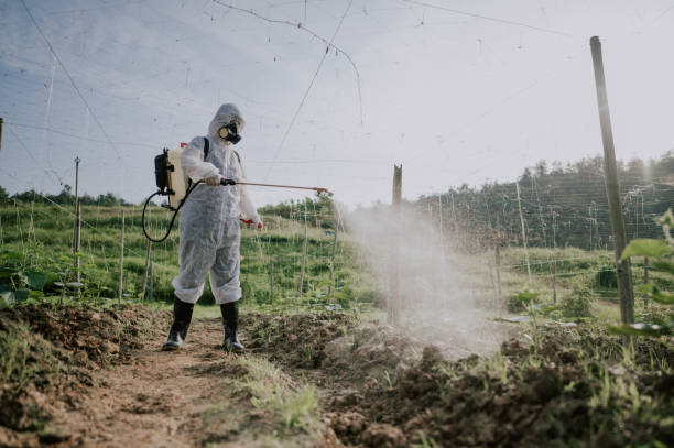 Best Pest Removal Services  in Burton, SC