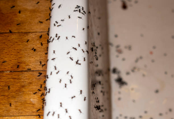 Best Flea Control Services  in Burton, SC