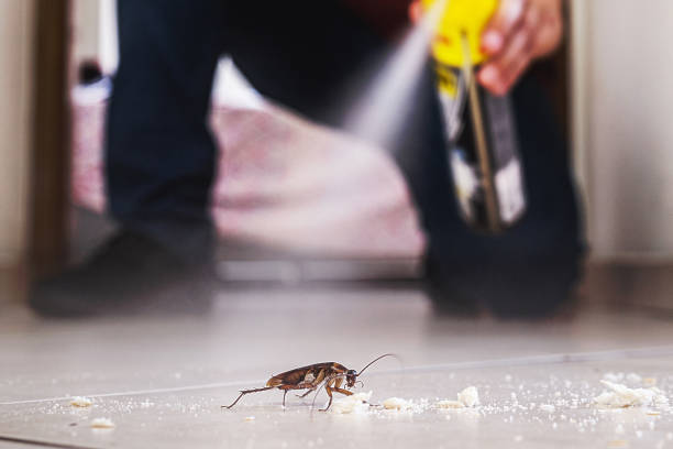 Best Wasp Removal Services  in Burton, SC